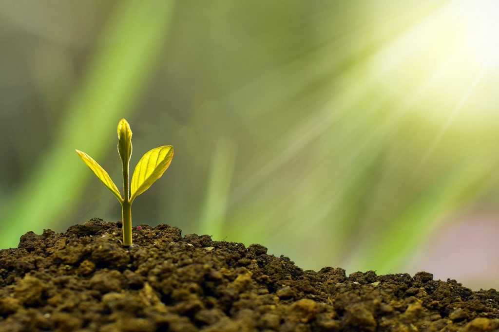 siembra tu arbol financiero que te dará tranquilidad financiera